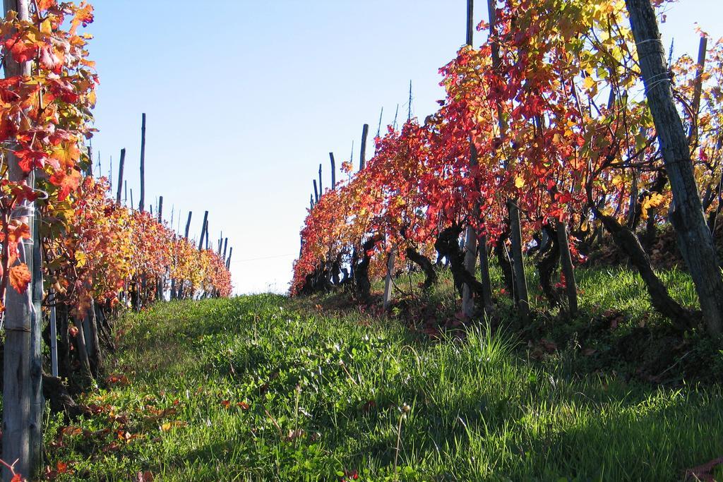 Cascina Rocca Agriturismo B&B La Morra Kültér fotó